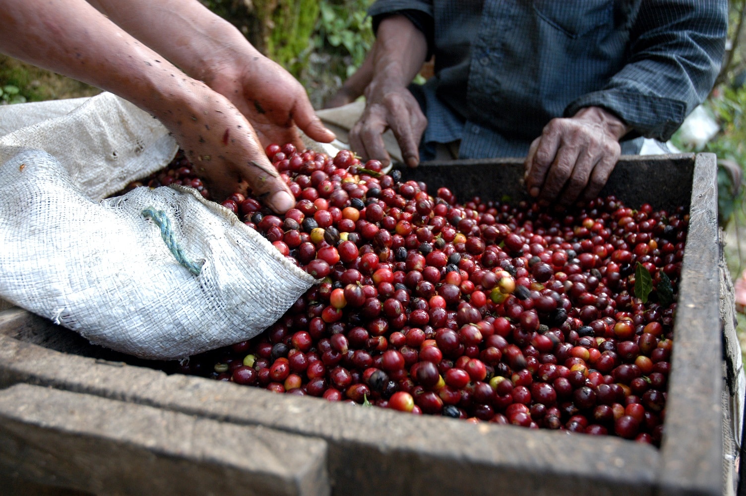 Costa Rica Coffee Plantation & Sarchi Oxcarts - Costa Rica Day Tours